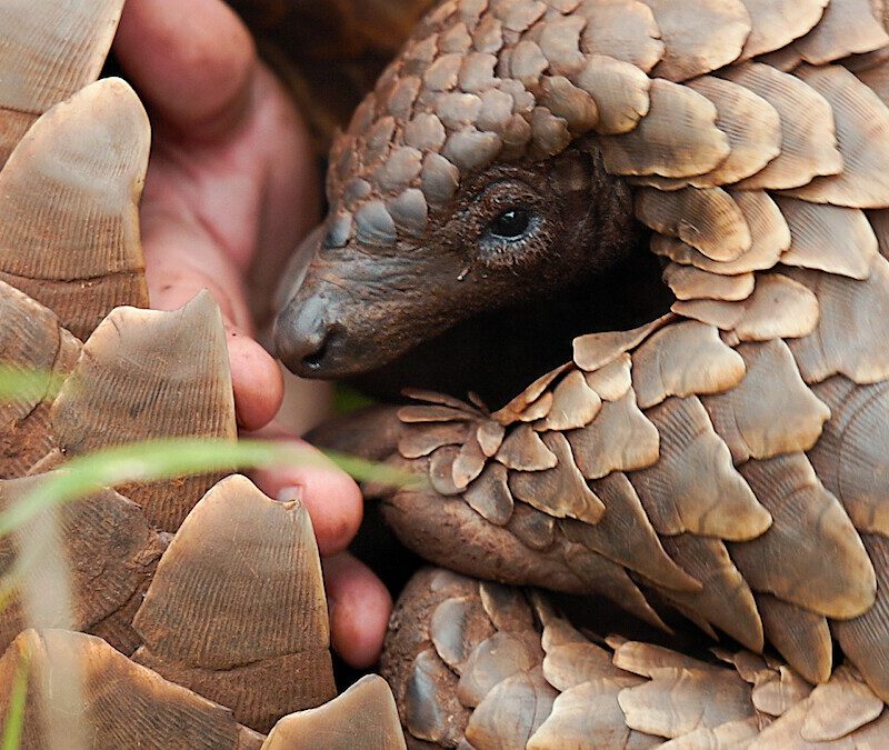 Banner de "Pangolim: A Viagem de Kulu" (Foto: Netflix/Divulgação)