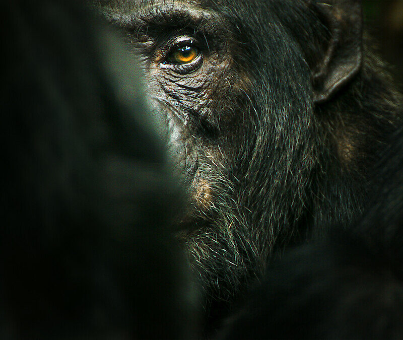"O Império dos Chimpanzés" (Foto: Netflix / Divulgação)