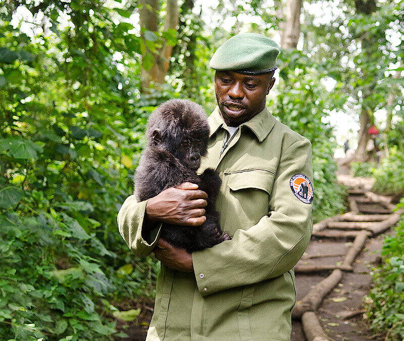 Banner de "Virunga" (Foto: Netflix/Divulgação)