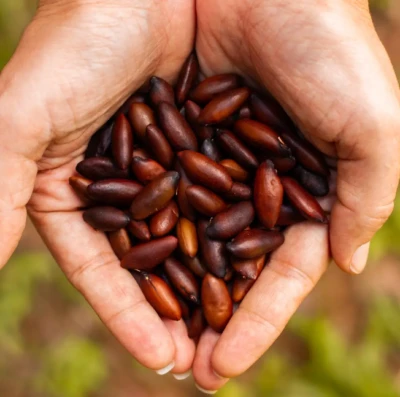 castanha de baru do cerrado brasileiro na europa