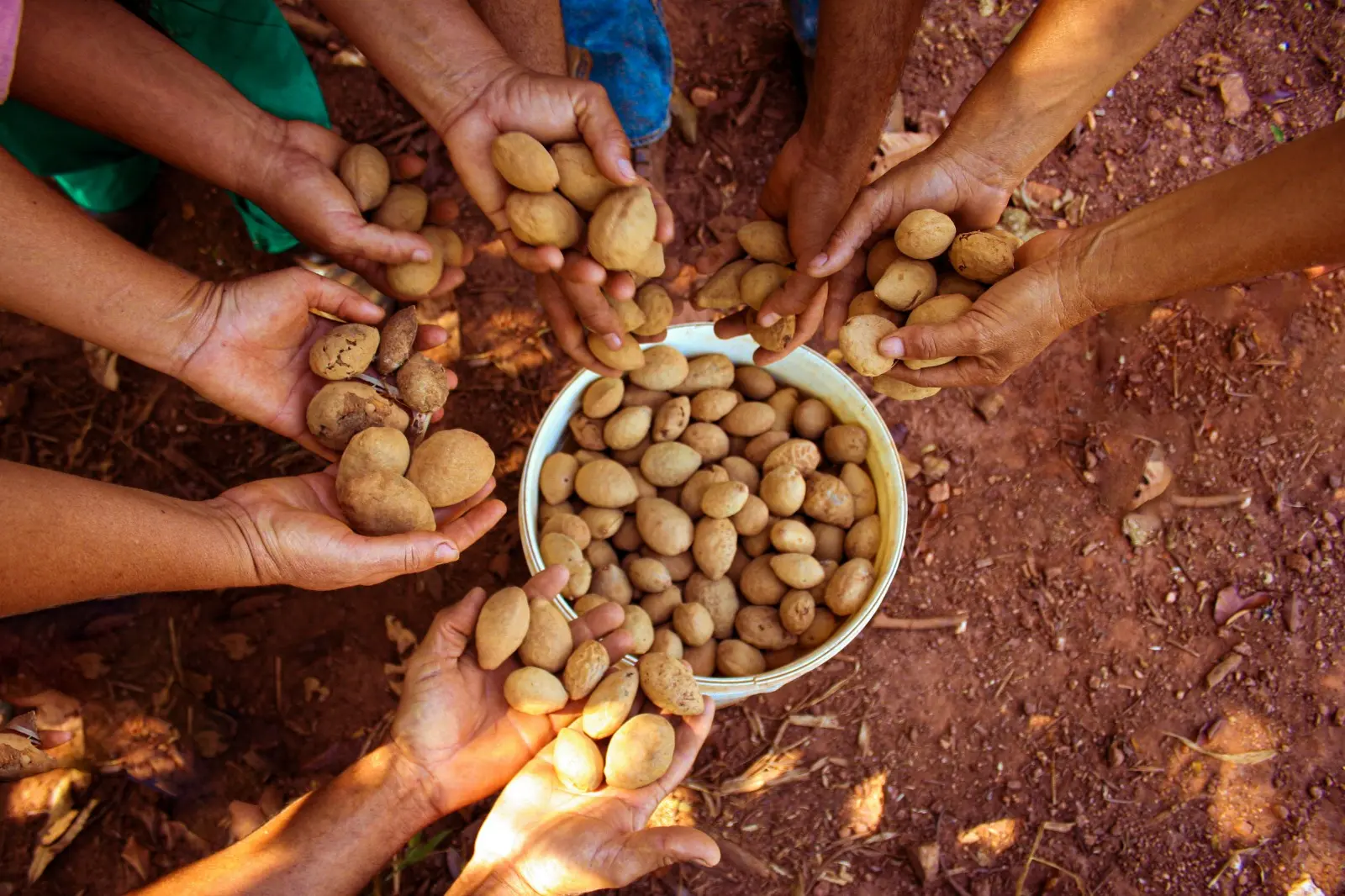 Castanha de Baru, do Cerrado brasileiro (Foto: Divulgação)