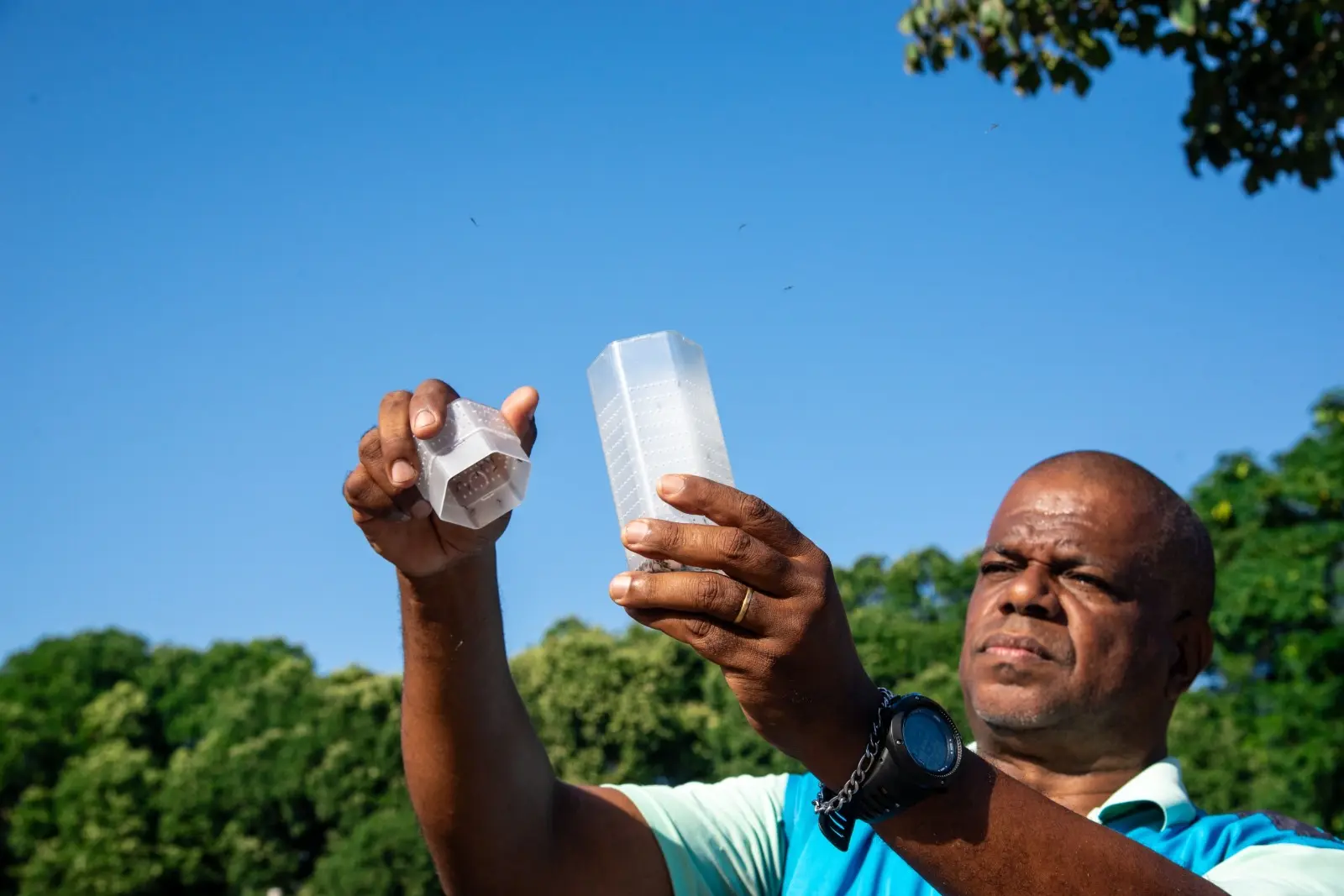 combate à dengue wolbito do brasil