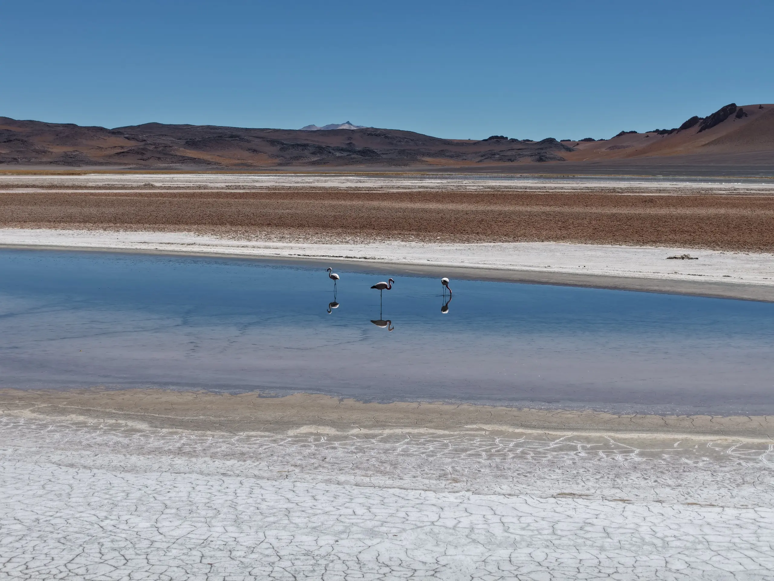 Deserto do Atacama surpreende visitantes (Foto divulgação)