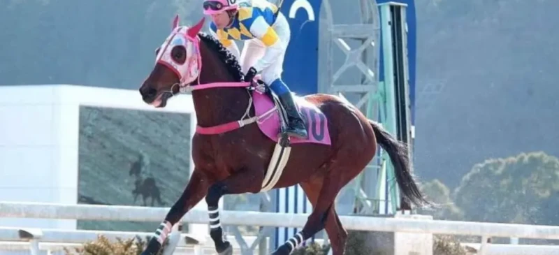 Haru Urara, a égua que conquistou corações (Foto: Divulgação/Kochi Racecourse)