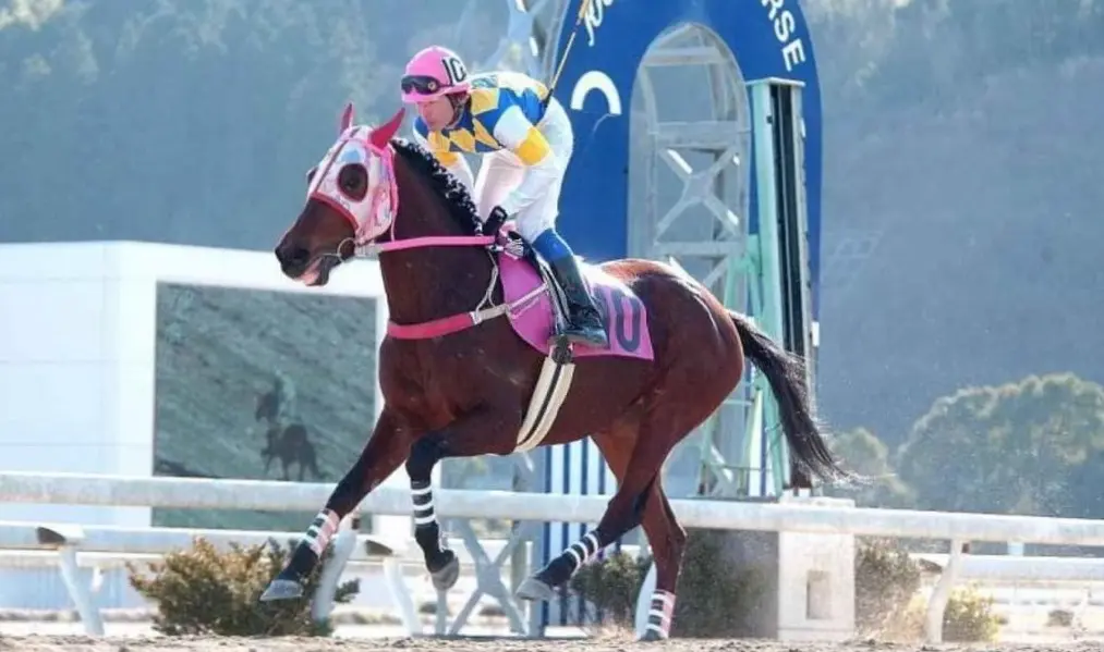 Haru Urara, a égua que conquistou corações (Foto: Divulgação/Kochi Racecourse)