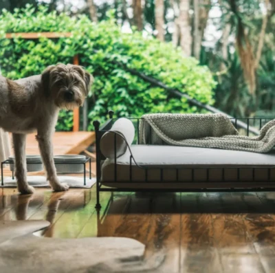 Hotel na Serra da Mantiqueira oferece experiência completa para pets (Foto