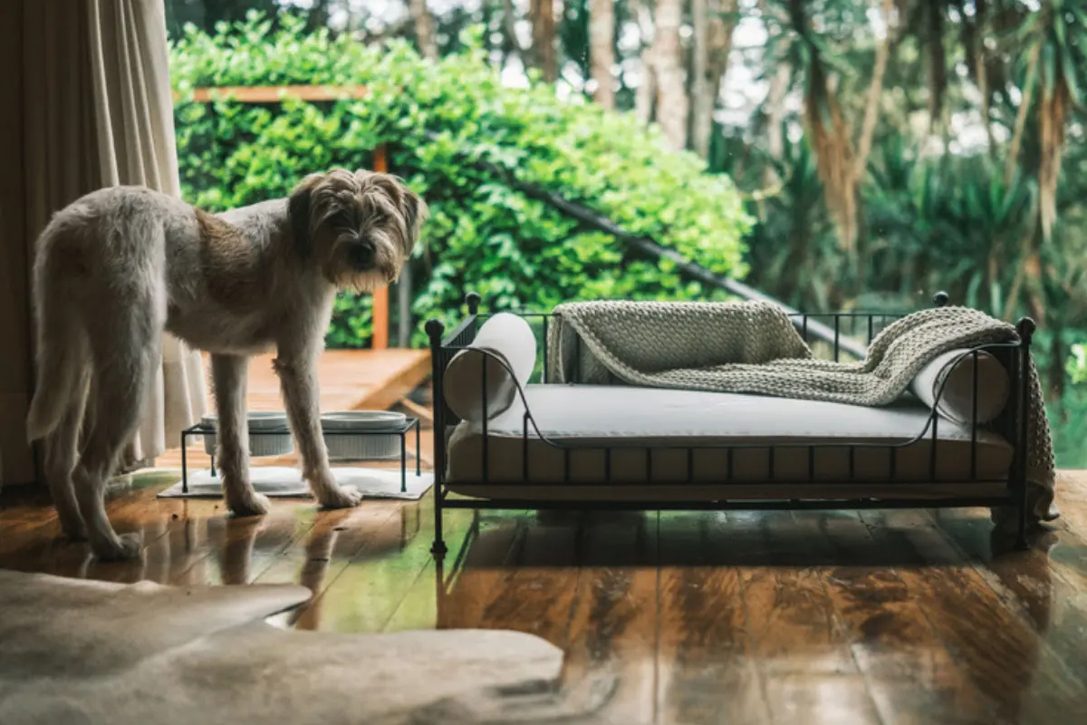 Hotel na Serra da Mantiqueira oferece experiência completa para pets (Foto