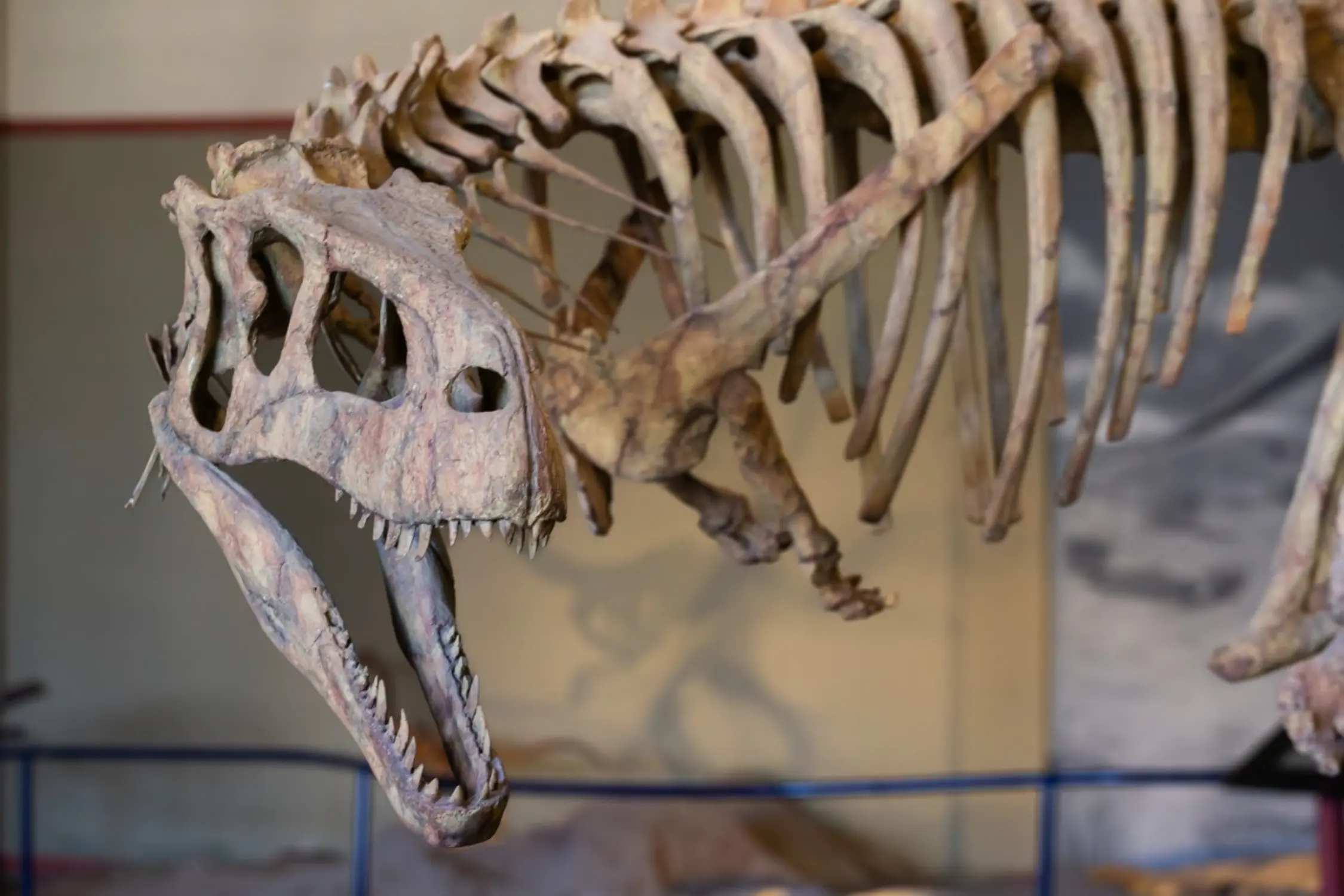 Neuquén conheça a terra dos dinossauros na Patagônia Argentina (3)