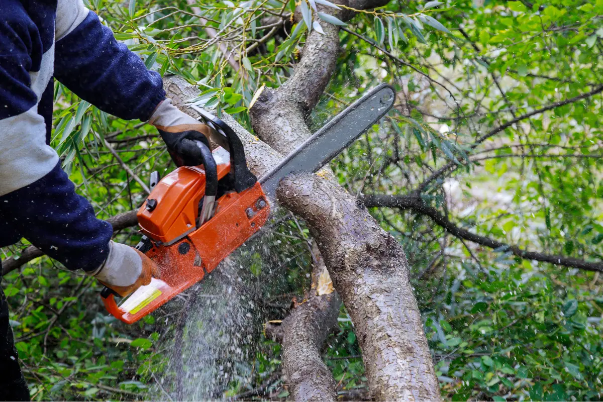 Nova lei para licenciamento ambiental preocupa órgãos e parlamentares do Brasil (Foto Canva)