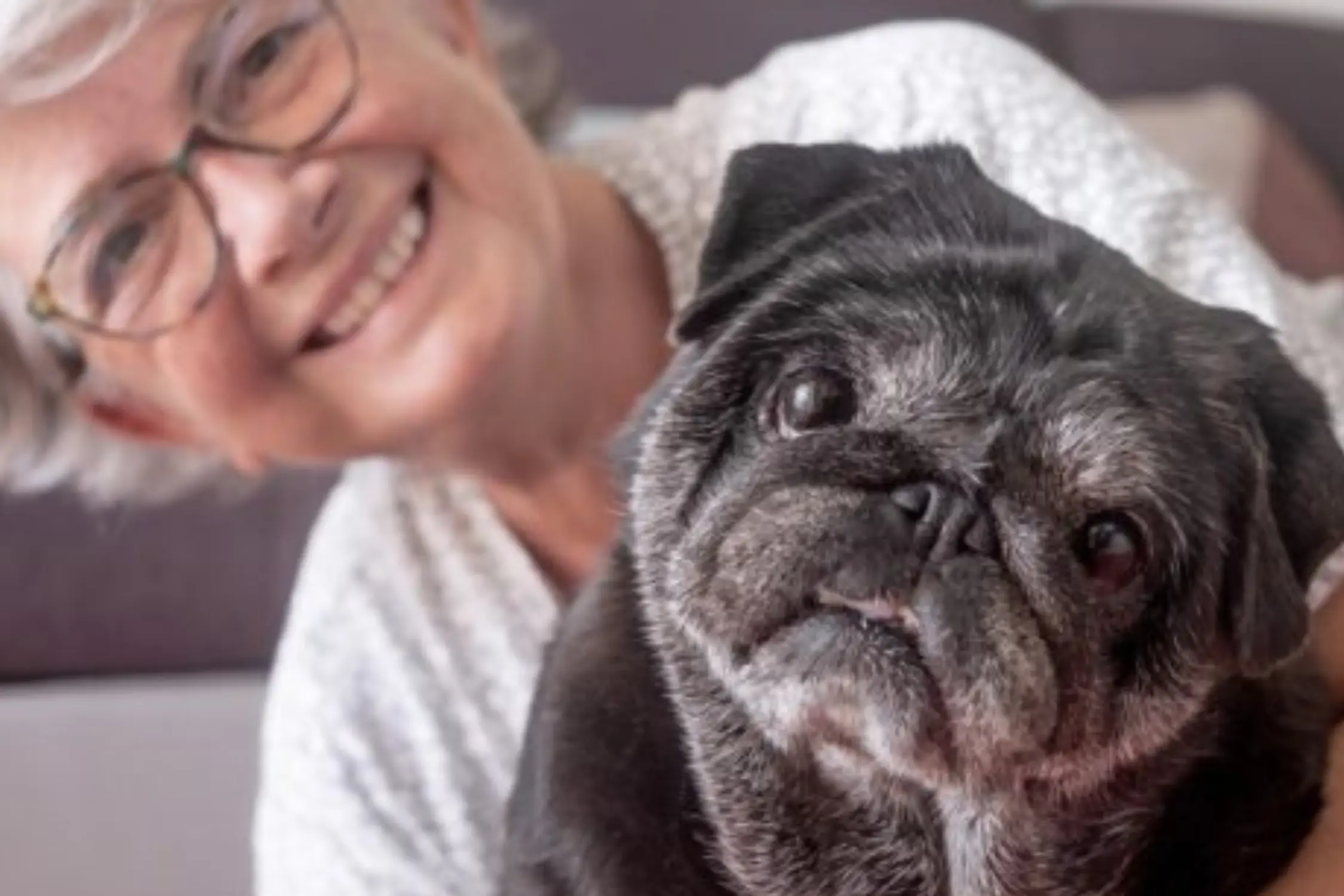 pesquisa revela que ter um animal de estimação traz qualidade de vida para a terceira idade