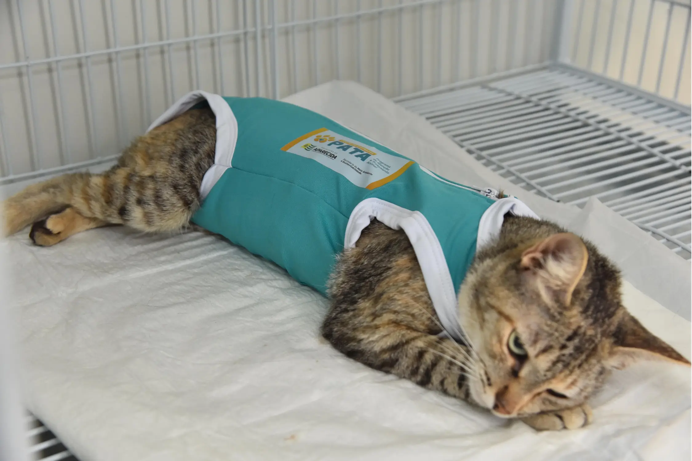 Animais são cuidados por equipe especializada
