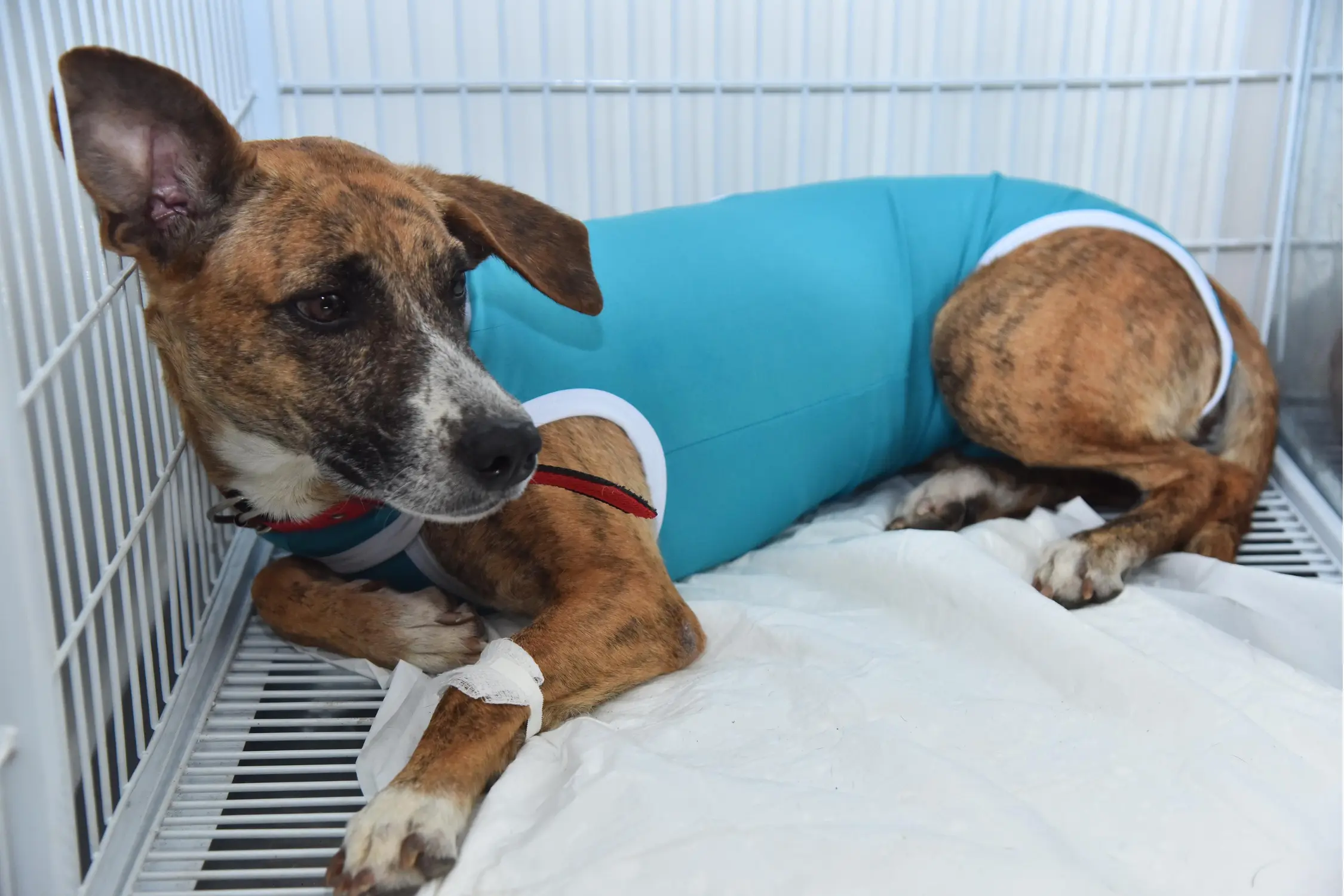 Castração ajuda a prevenir novos animais abandonados