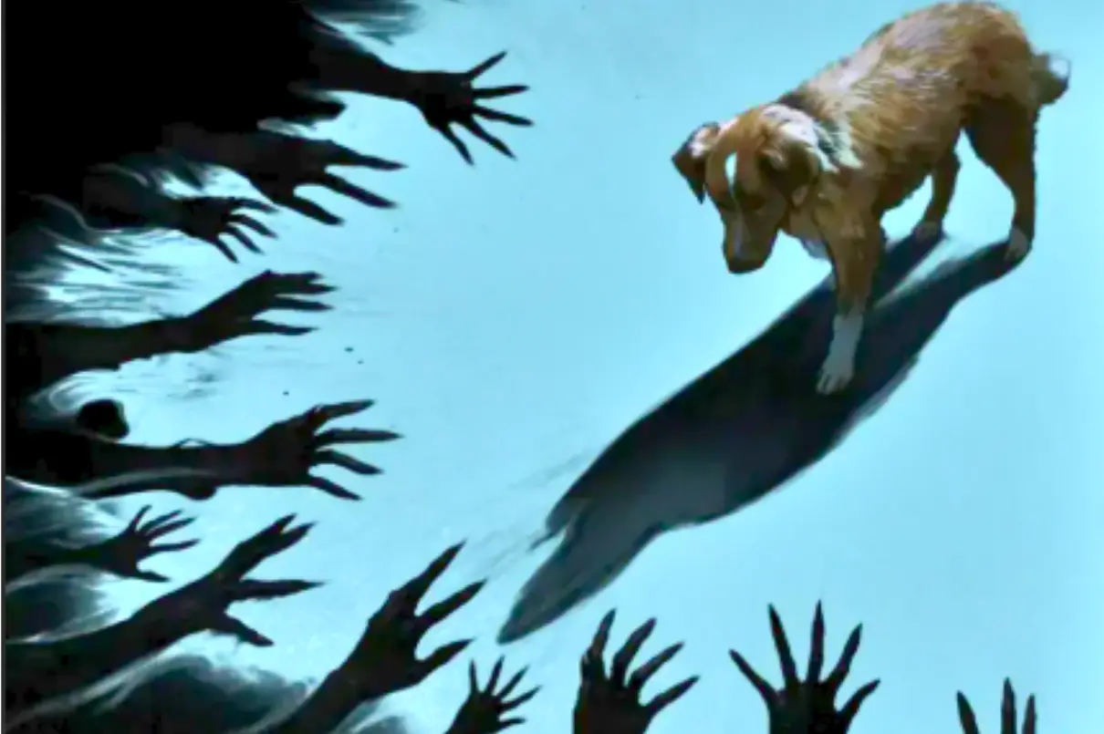 'Good Boy' filme de terror terá perspectiva de um cachorro (Foto (2)
