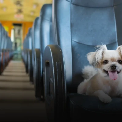 Saiba como viajar com cachorro e gato de ônibus no Brasil (Foto Quero Passagem)