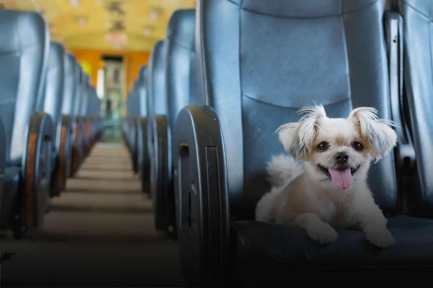 Saiba como viajar com cachorro e gato de ônibus no Brasil (Foto Quero Passagem)