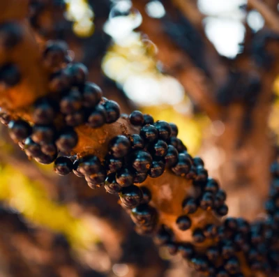 Temporada da jabuticaba terá Fazenda Jabuticabal como destaque (Foto Prefeitura de Hidrolândia