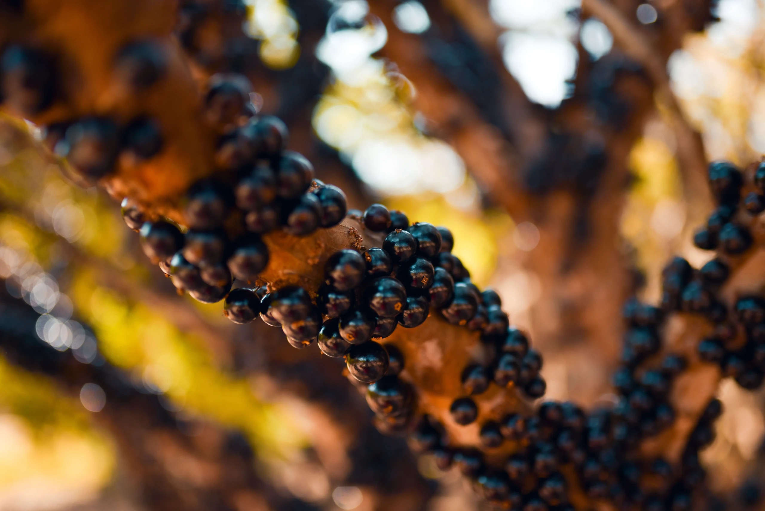 Temporada da jabuticaba terá Fazenda Jabuticabal como destaque (Foto Prefeitura de Hidrolândia