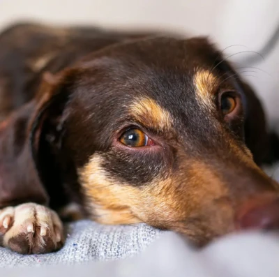 Como os animais enxergam o mundo (Foto: Pexels)