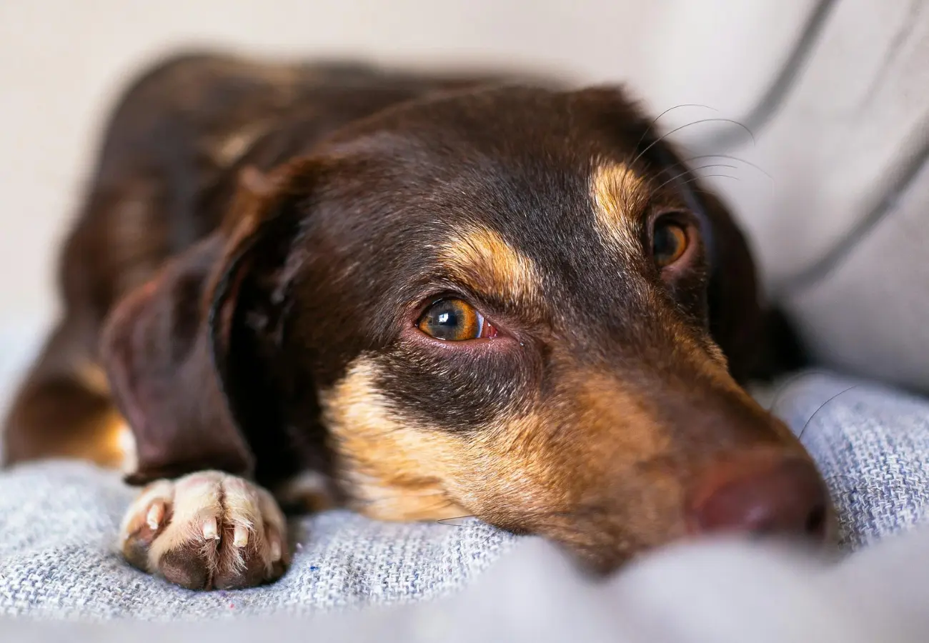 Como os animais enxergam o mundo (Foto: Pexels)