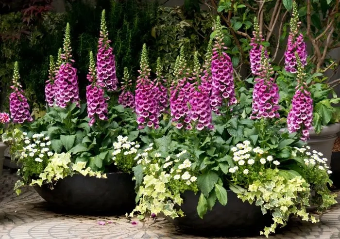 dedaleira_flor_de_gloxinia_sortida_digitalis_purpurea_1