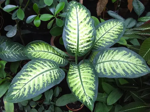 Dieffenbachia_bauseii_blog