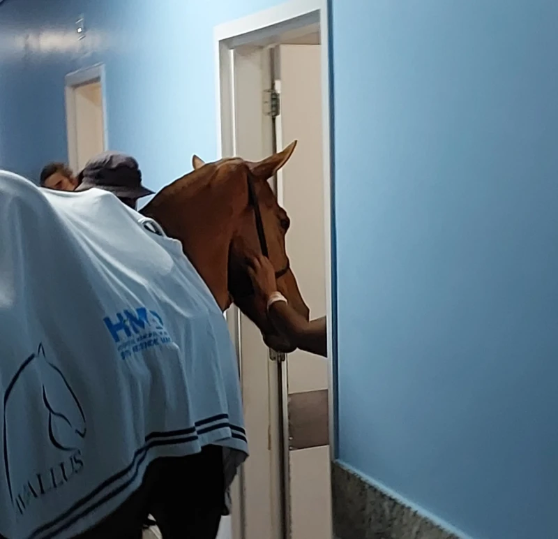 Cavalos da PM durante equoterapia, no HMAP, em Aparecida de Goiânia