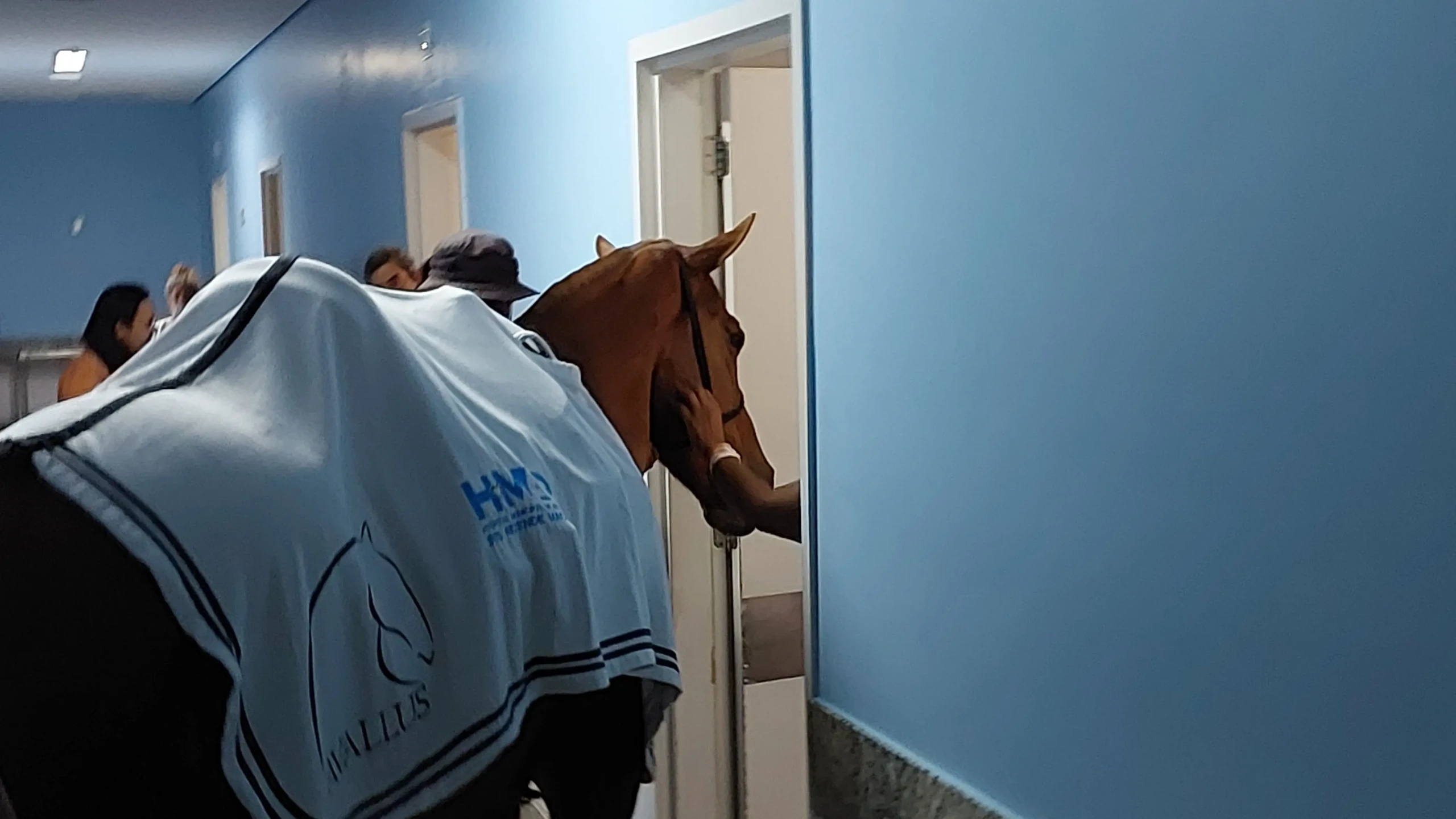 Cavalos da PM durante equoterapia, no HMAP, em Aparecida de Goiânia