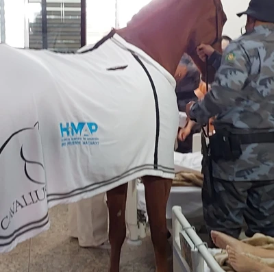 Cavalos da PMGO - equoterapia no HMAP, em Aparecida de Goiânia (Foto divulgação)