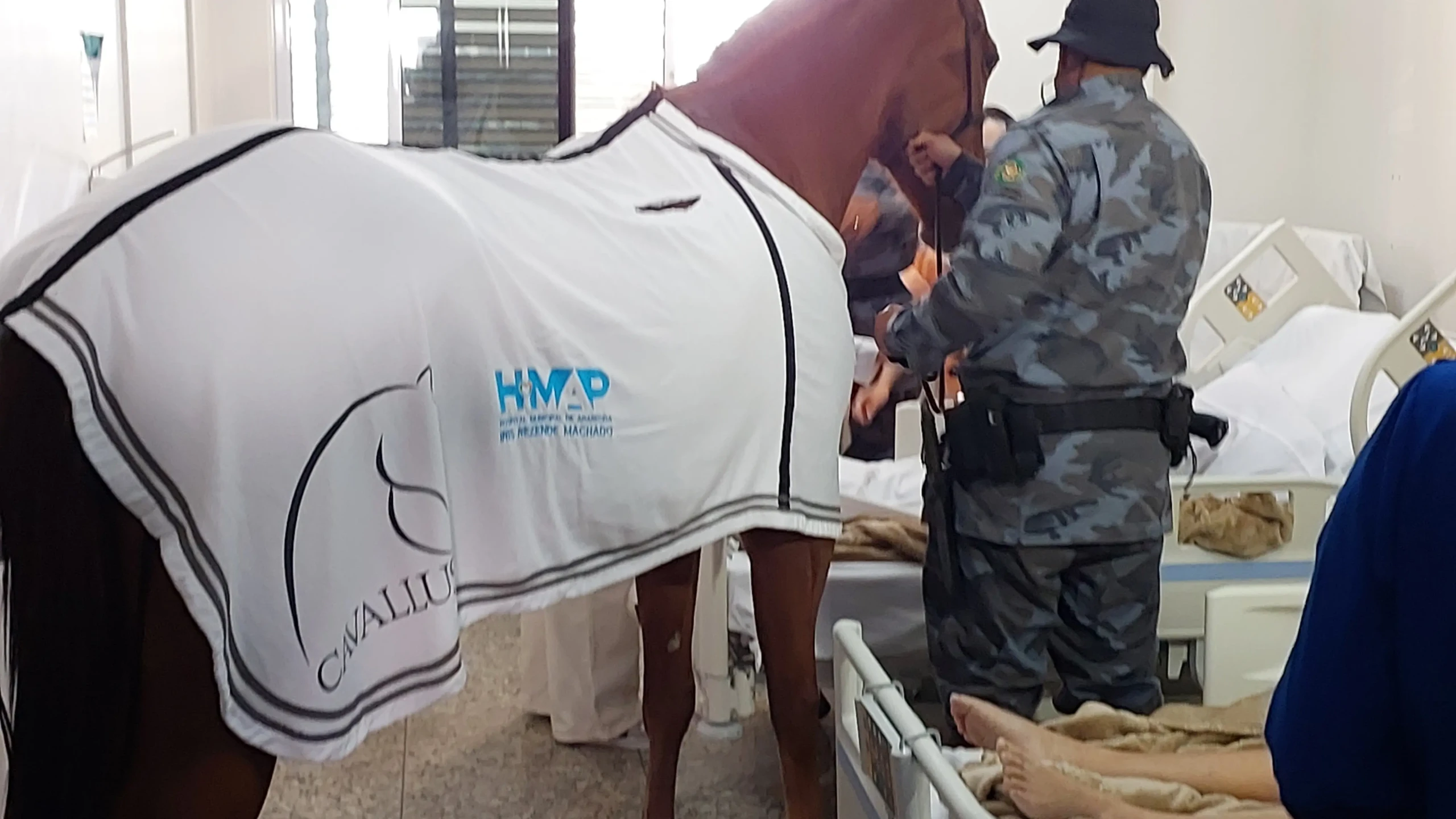 Cavalos da PMGO - equoterapia no HMAP, em Aparecida de Goiânia (Foto divulgação)