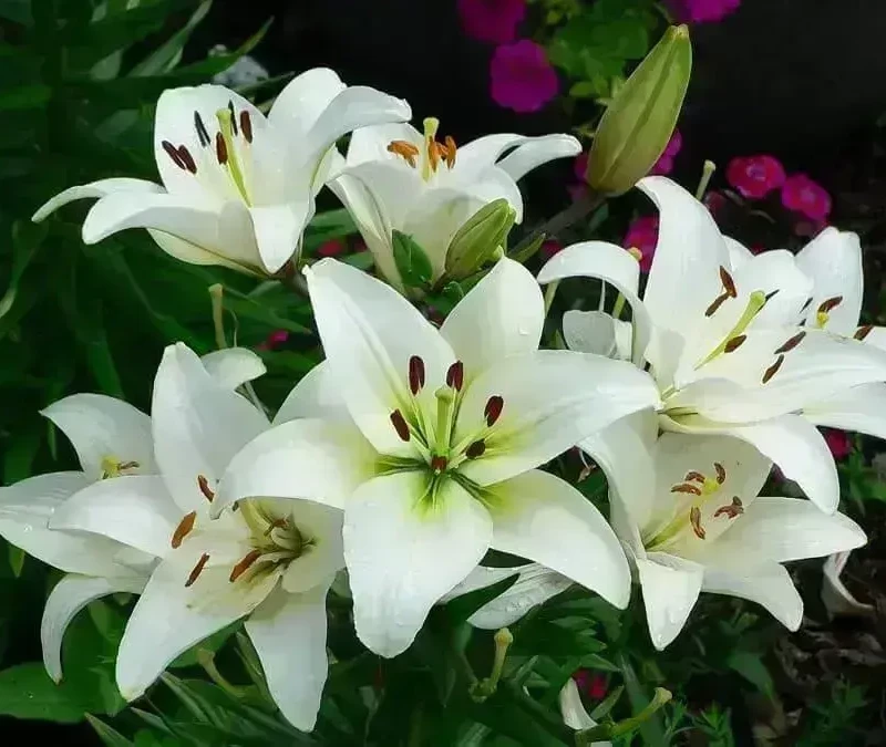 plantas tóxicas para animais e crianças