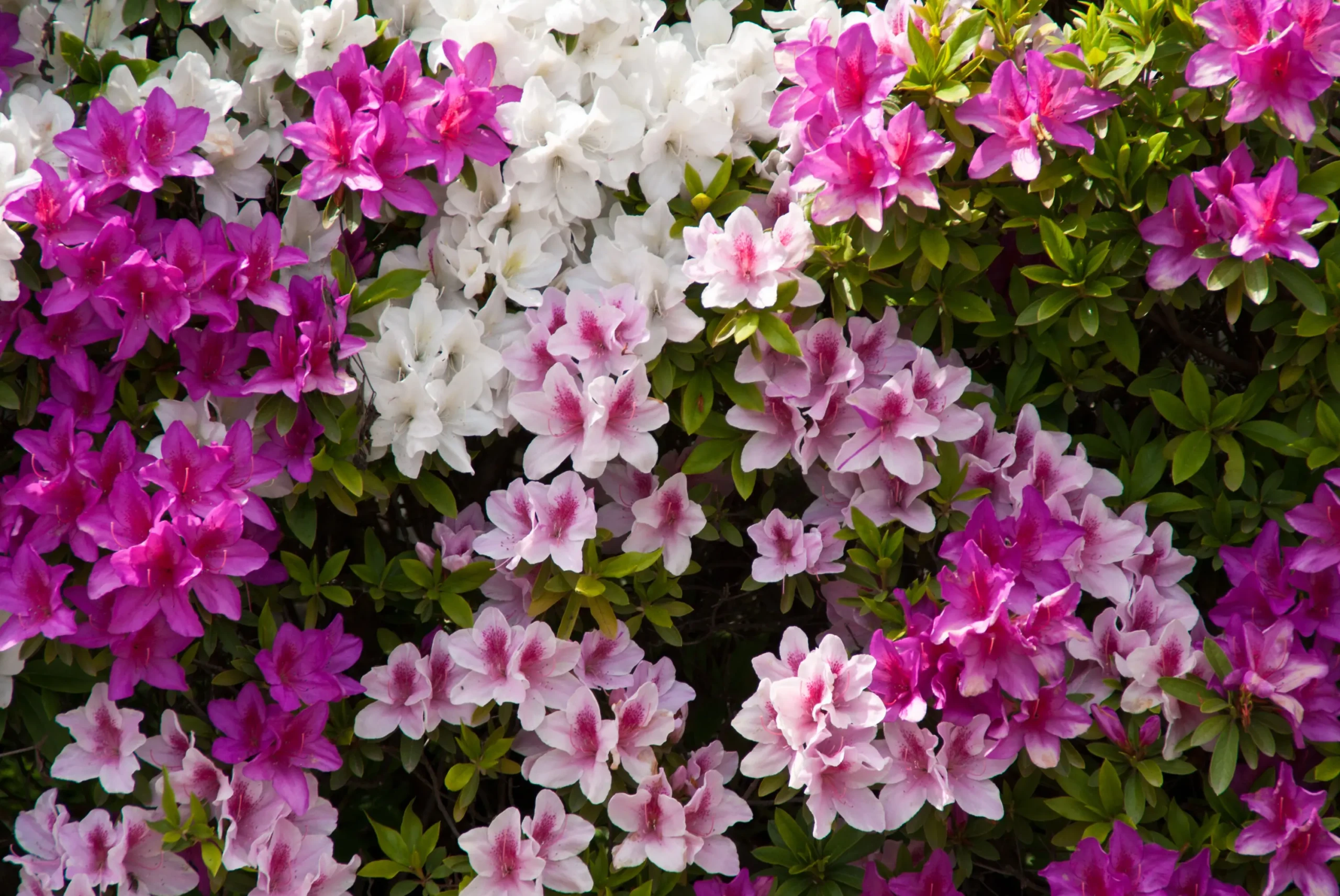 plantas tóxicas para animais e crianças
