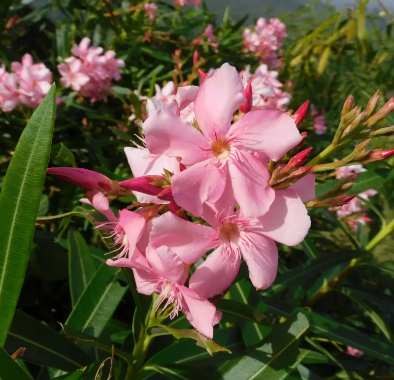 plantas tóxicas para animais e crianças