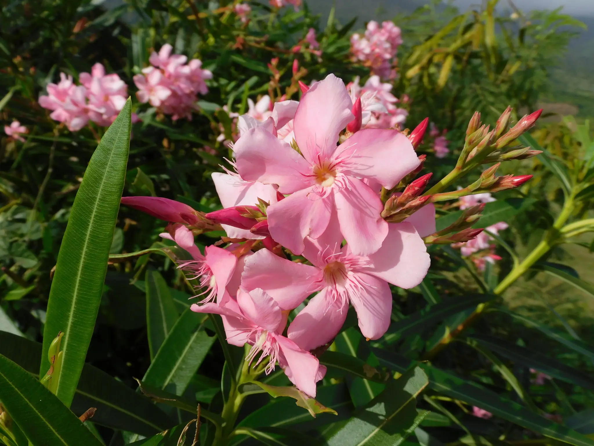 plantas tóxicas para animais e crianças