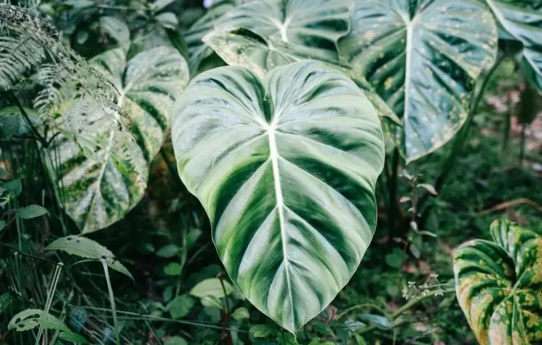 plantas tóxicas para animais e crianças