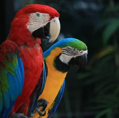 Brasil lança catálogo inédito que mapeia experiências de observação de aves