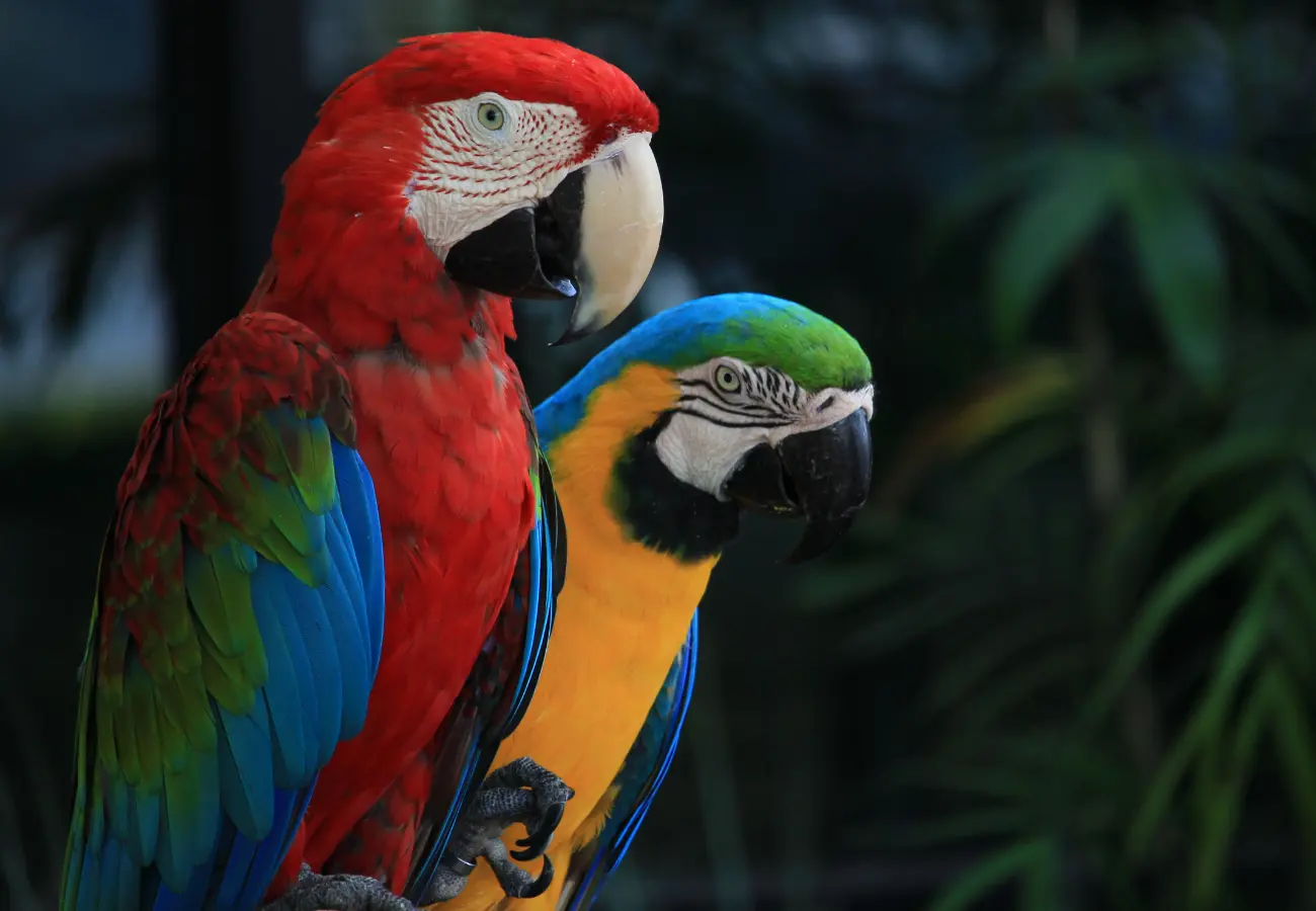 Brasil lança catálogo inédito que mapeia experiências de observação de aves