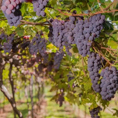 Goiás avança na produção de vinho e fecha 2025 como um dos estados mais premiados do país; Confira