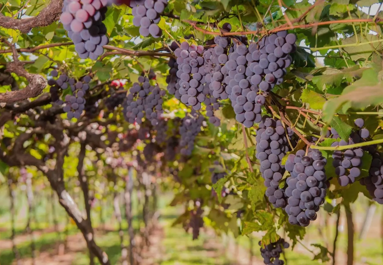 Goiás avança na produção de vinho e fecha 2025 como um dos estados mais premiados do país; Confira