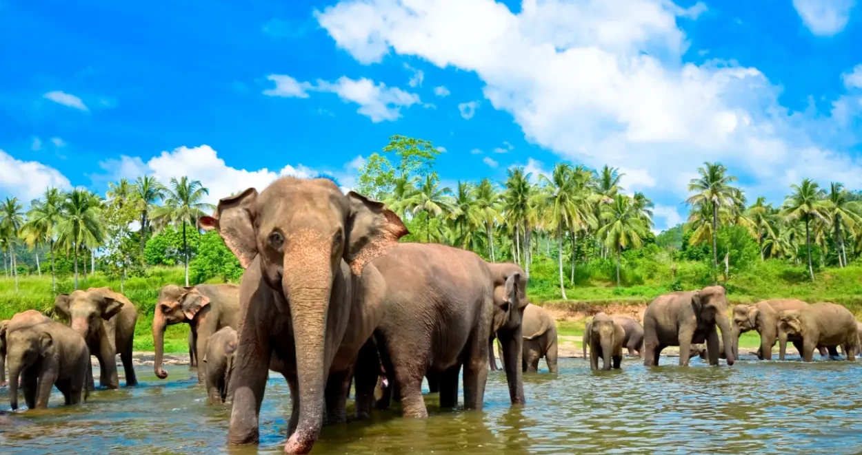 Sri Lanka revela templos, praias e montanhas em roteiro de natureza e cultura milenar