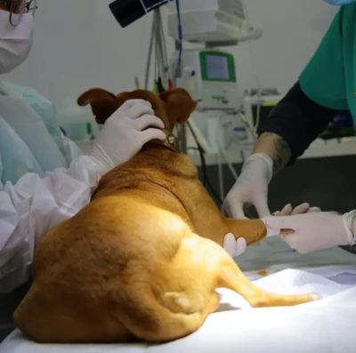 Castração de animais em Aparecida supera 3 mil procedimentos e fortalece política de bem-estar animal