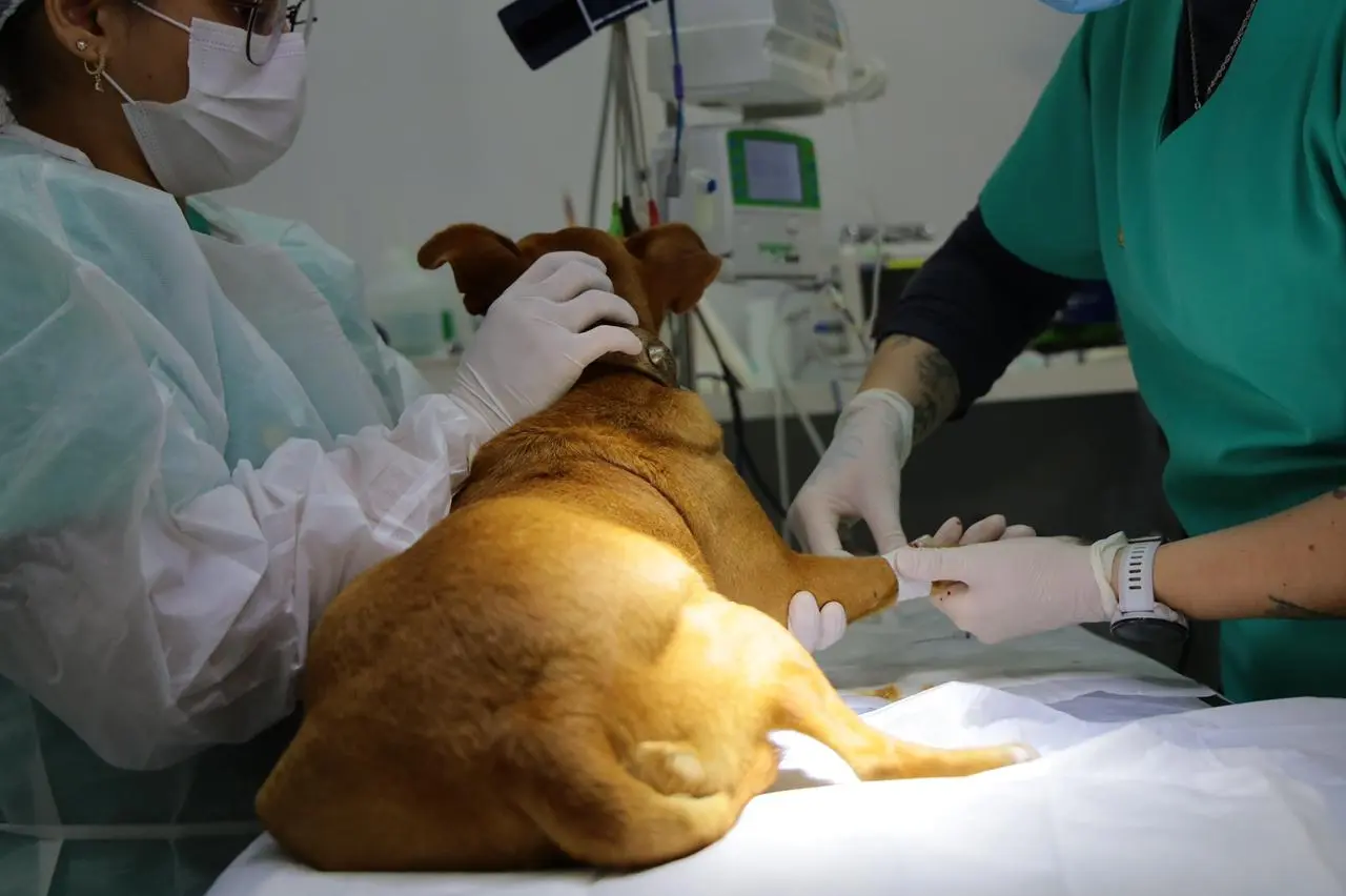Castração de animais em Aparecida supera 3 mil procedimentos e fortalece política de bem-estar animal