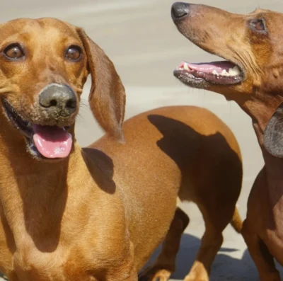 Nova regra limita presença de cães em praias e define horários para circulação na areia