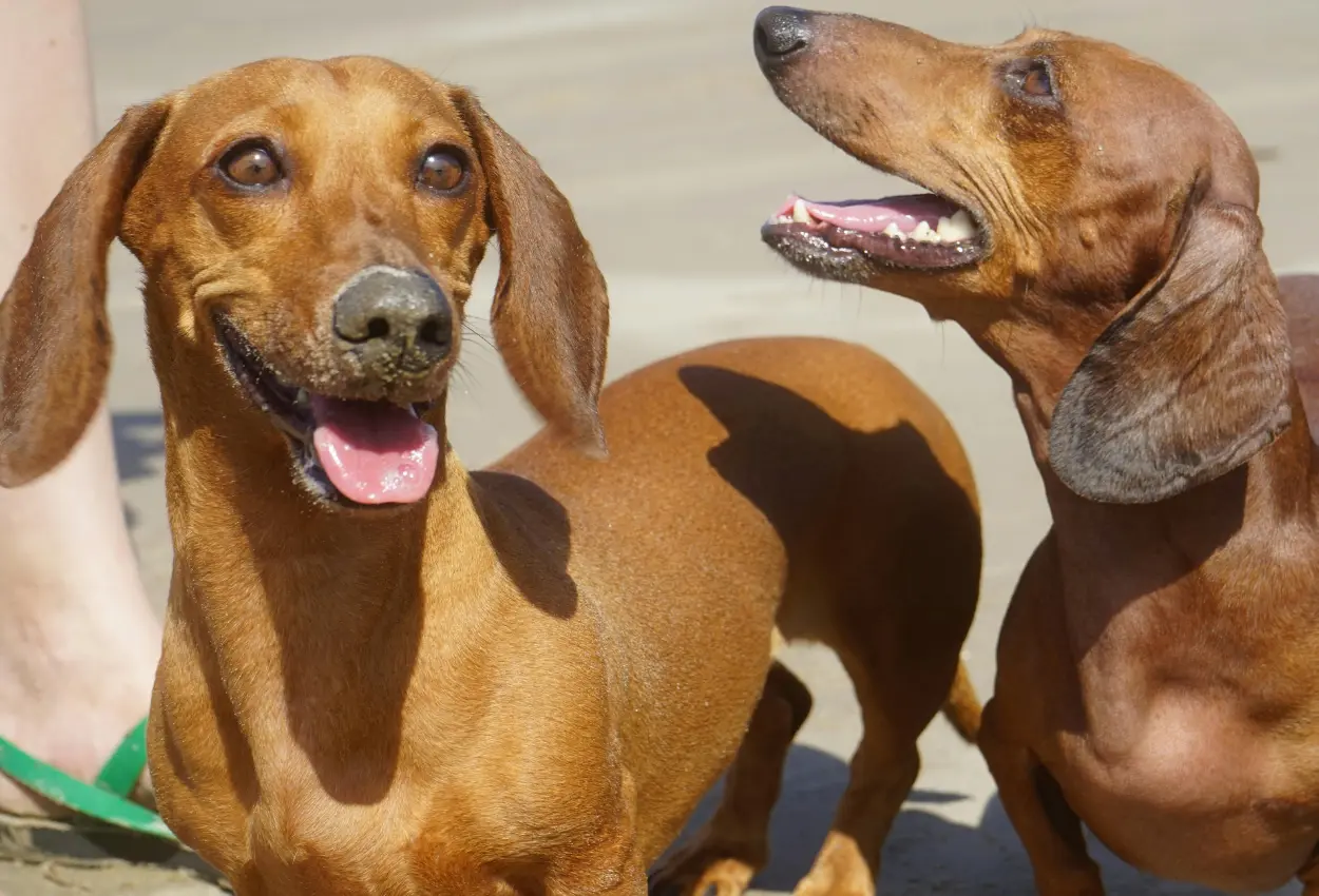 Nova regra limita presença de cães em praias e define horários para circulação na areia
