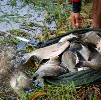 Pescaria da Semana Santa em Trindade distribui 2 toneladas de peixes e espera 3 mil pessoas no parque