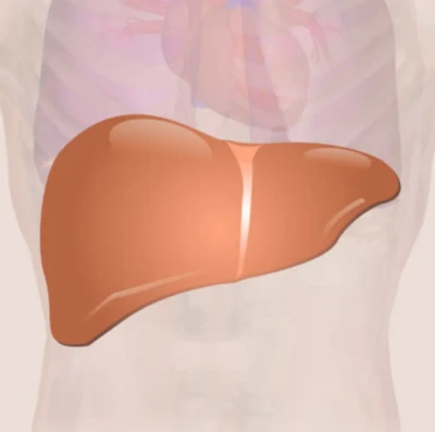Saúde do fígado ganha atenção com aumento de casos e ciência aponta caminhos; entenda