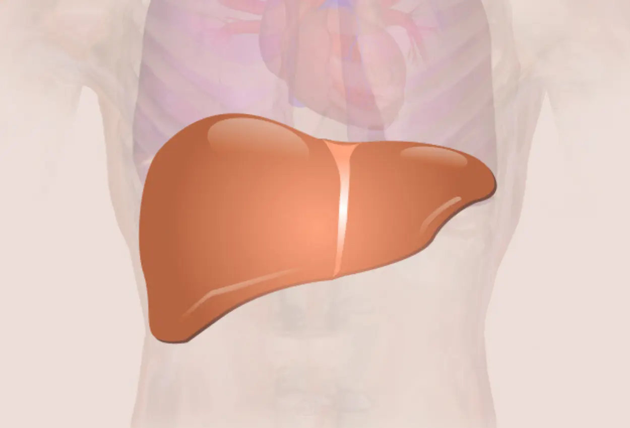 Saúde do fígado ganha atenção com aumento de casos e ciência aponta caminhos; entenda