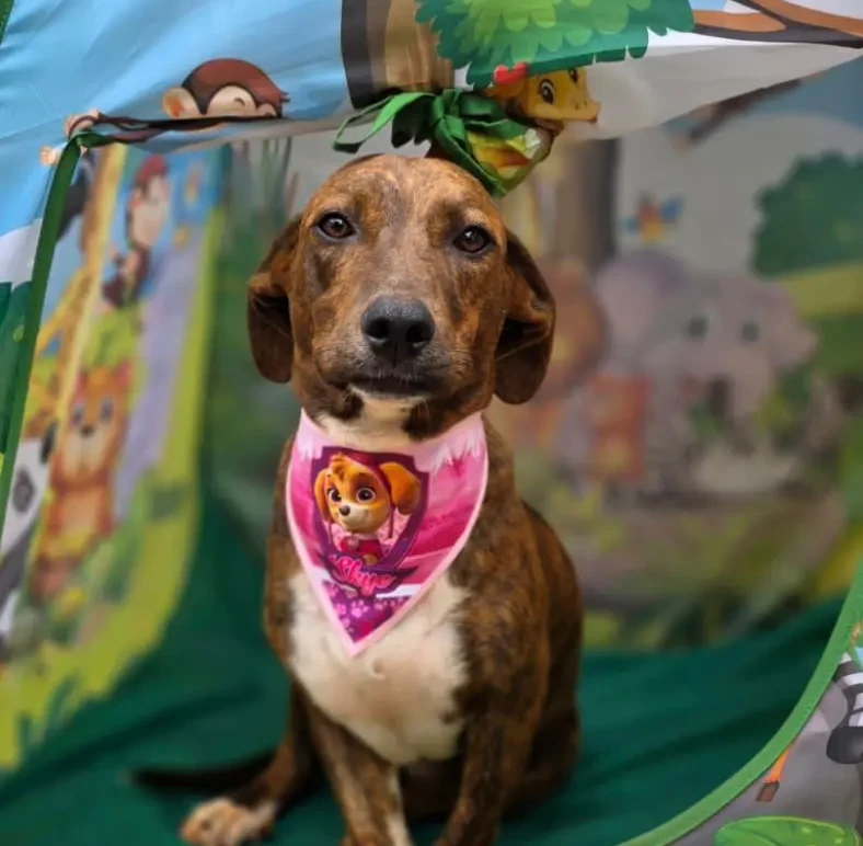 Próxima edição da Feira de Brechós Cabide Rosa em Goiânia
