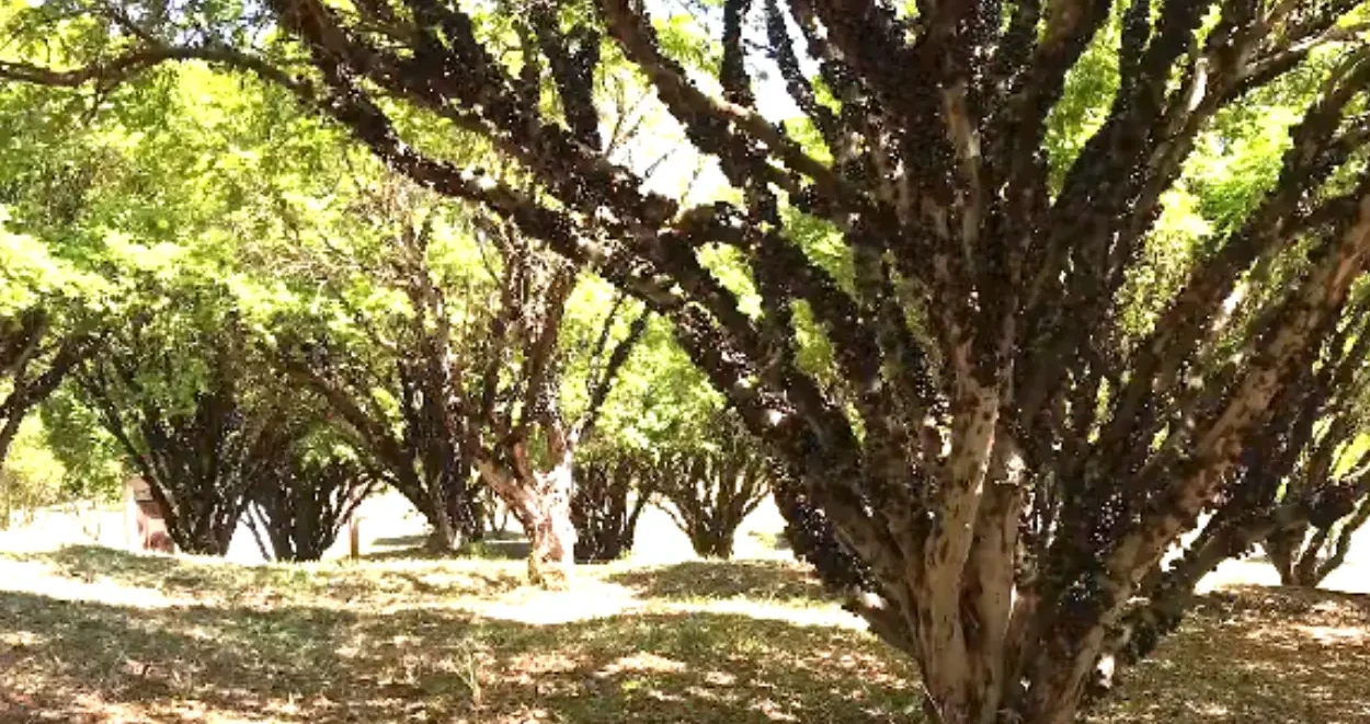 Fazenda Jaboticabal, em Hidrolândia (GO)