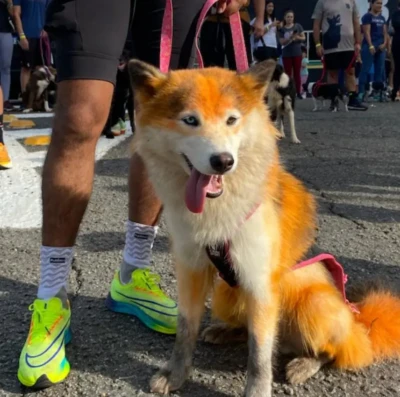 Goiânia terá cães policiais, corrida e show inclusivo em evento que já reúne 2,5 mil inscritos