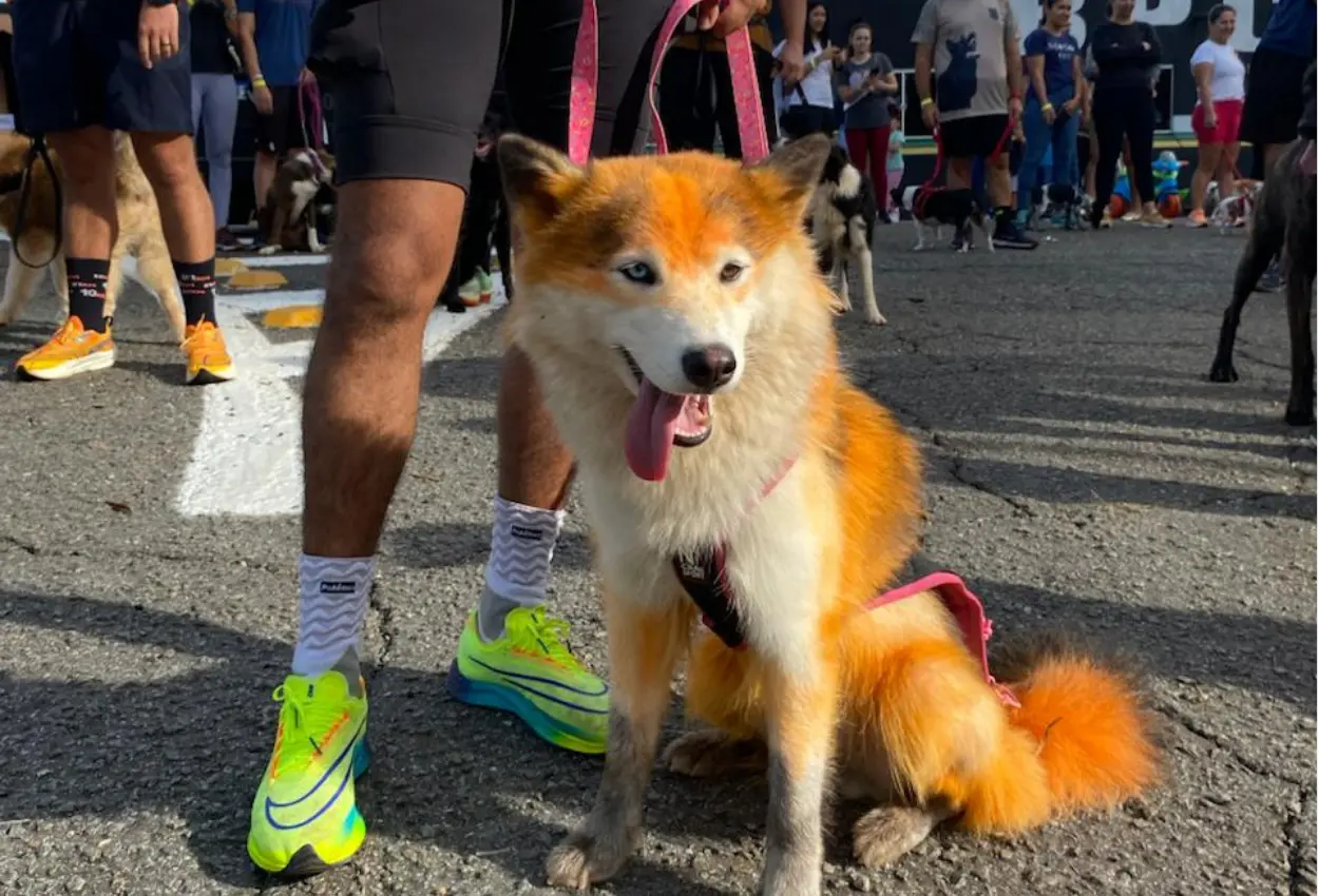 Goiânia terá cães policiais, corrida e show inclusivo em evento que já reúne 2,5 mil inscritos